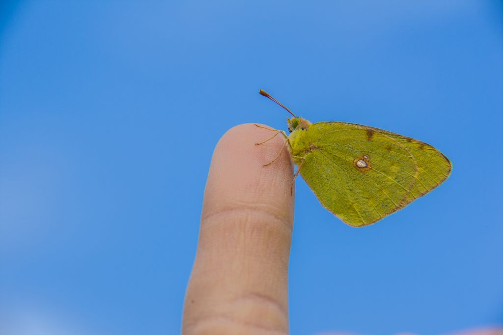 Due lepidotteri da identificare - Colias crocea e Macroglossum stellatarum