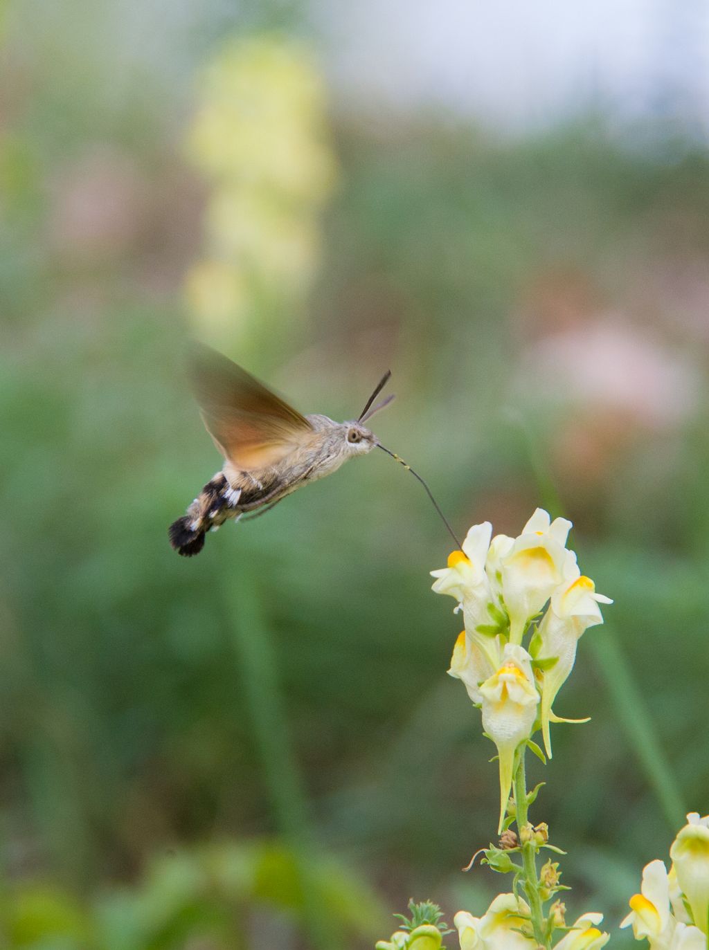 Due lepidotteri da identificare - Colias crocea e Macroglossum stellatarum