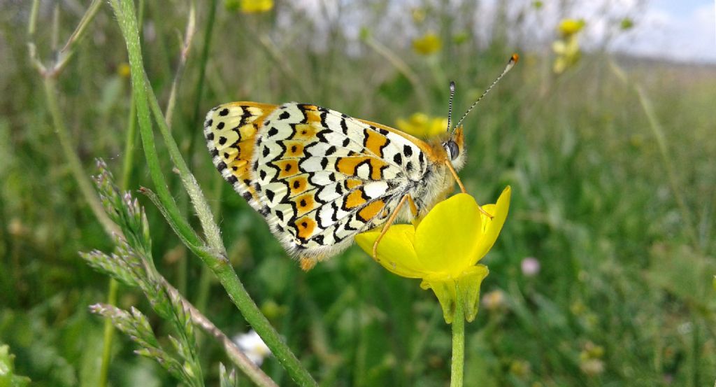 Melitaea didyma. No, Melitaea cinxia, Nymphalidae