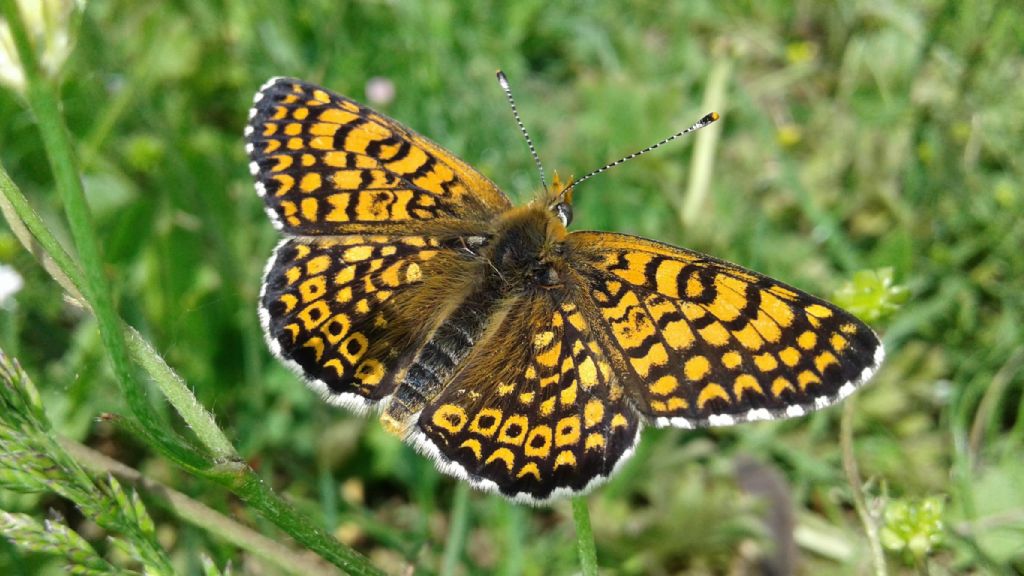 Melitaea didyma. No, Melitaea cinxia, Nymphalidae