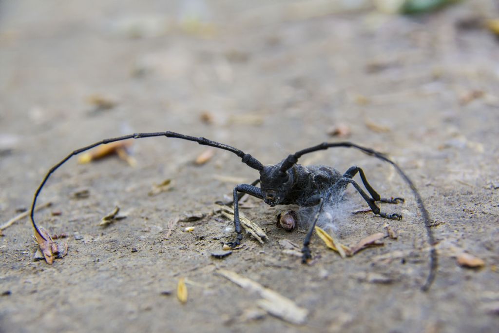 Cerambycidae:  Morimus asper, maschio