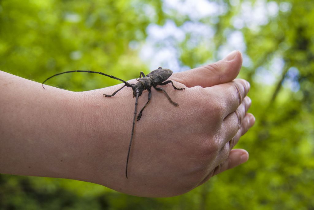 Cerambycidae:  Morimus asper, maschio