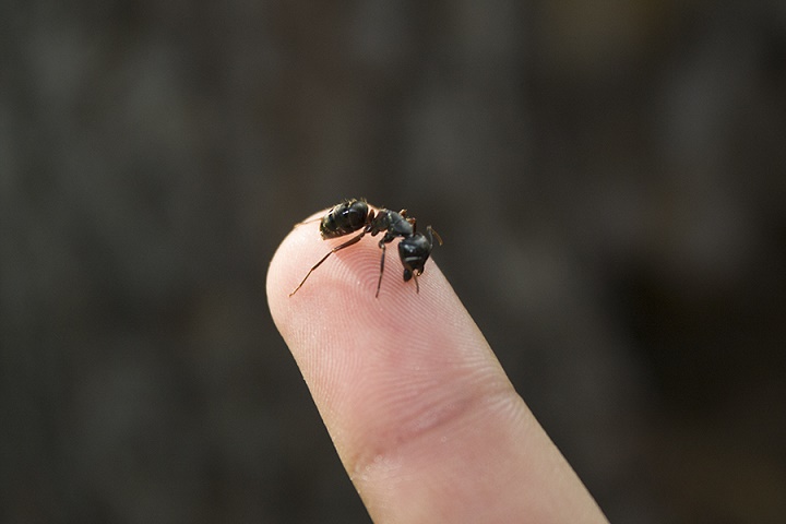 Riconoscimento insetti