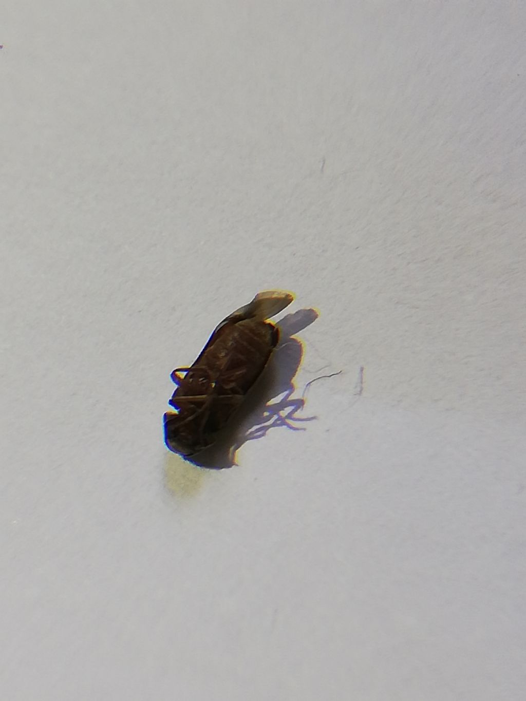 Che insetto ?  Tarlo del legno / cfr. Oligomerus ptilinoides