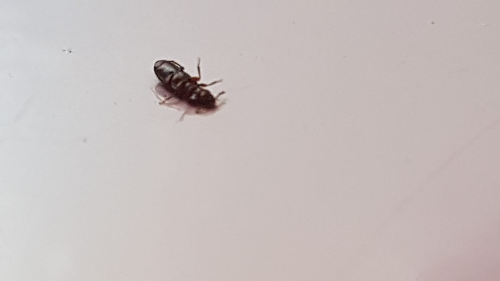 Casa invasa, spero siano coleotteri:  Sì, fam. Anobiidae