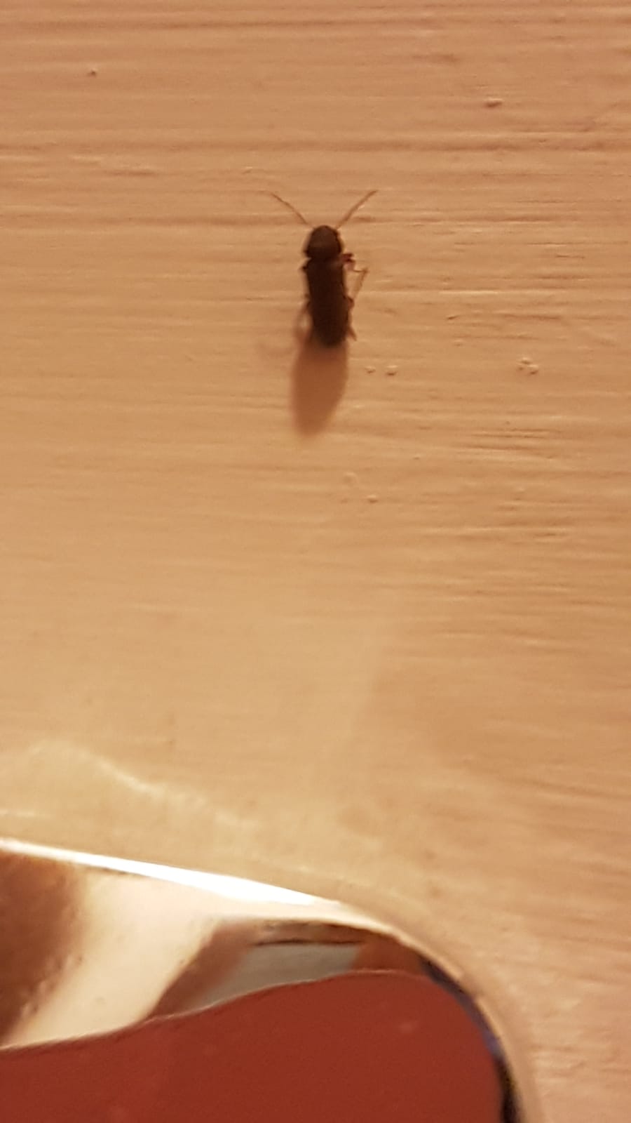 Casa invasa, spero siano coleotteri:  Sì, fam. Anobiidae