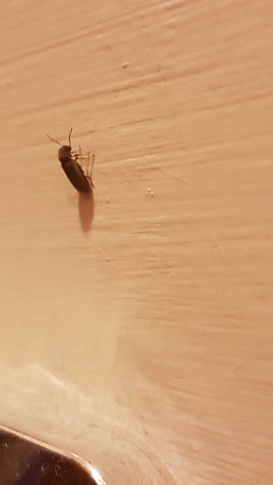 Casa invasa, spero siano coleotteri:  Sì, fam. Anobiidae