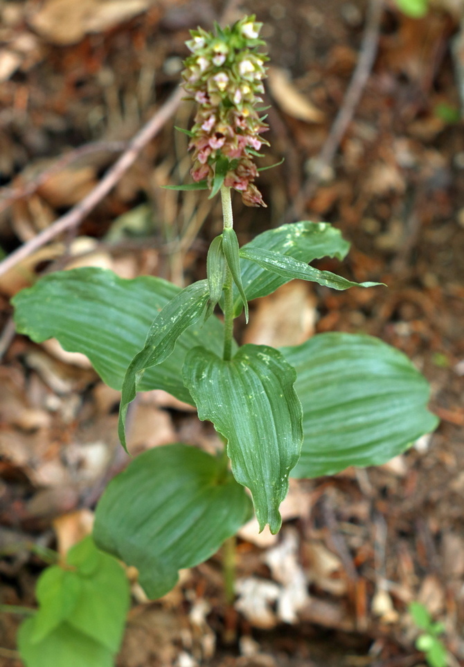 Epipactis, dubbi sulla classificazione