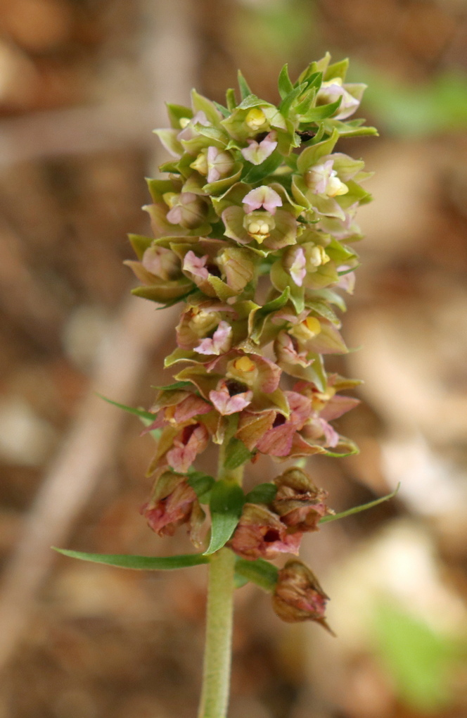 Epipactis, dubbi sulla classificazione