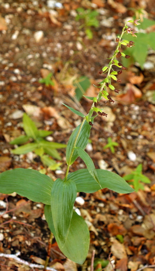 Epipactis, dubbi sulla classificazione