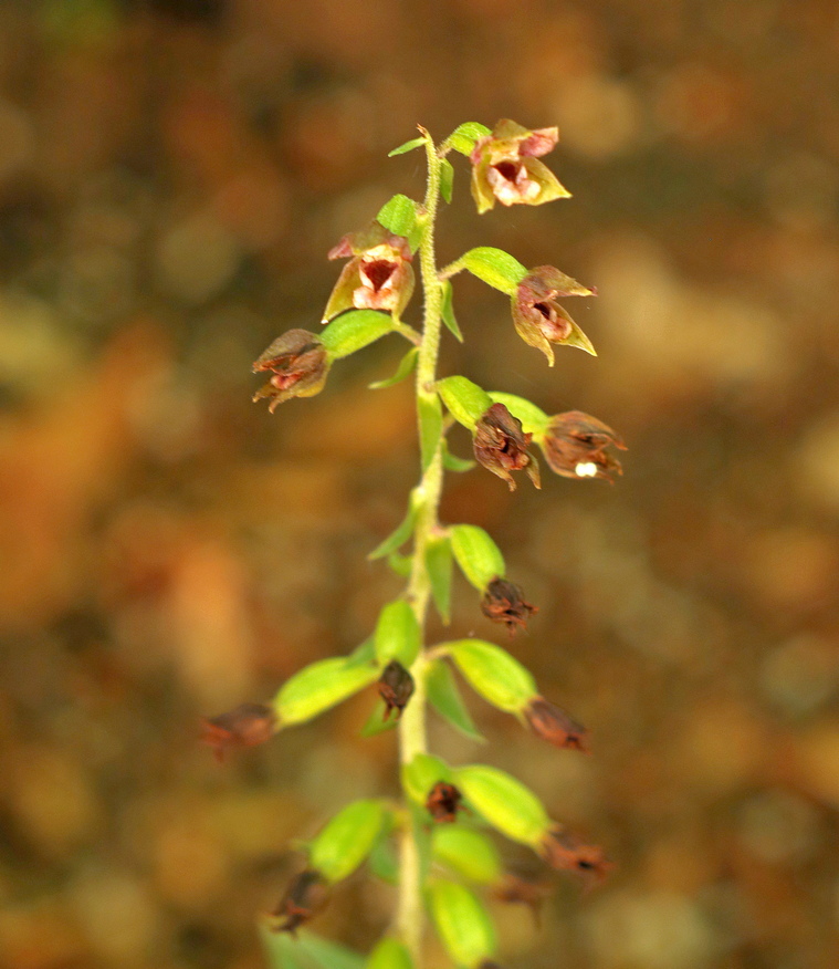 Epipactis, dubbi sulla classificazione