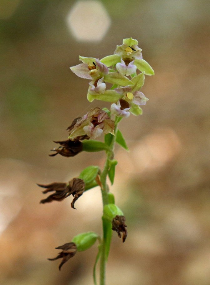 Epipactis, dubbi sulla classificazione