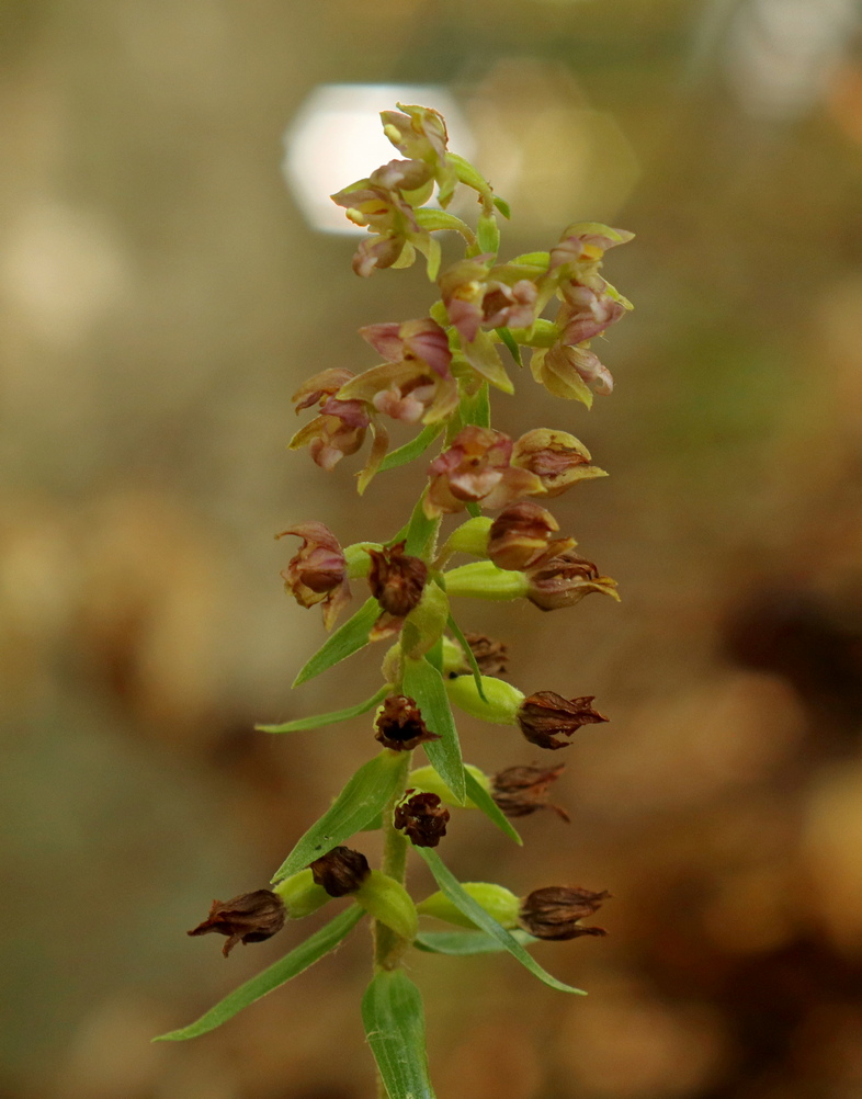 Epipactis, dubbi sulla classificazione