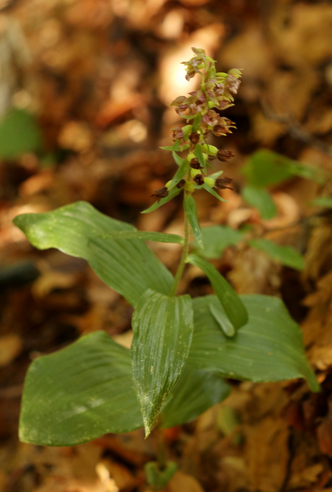 Epipactis, dubbi sulla classificazione