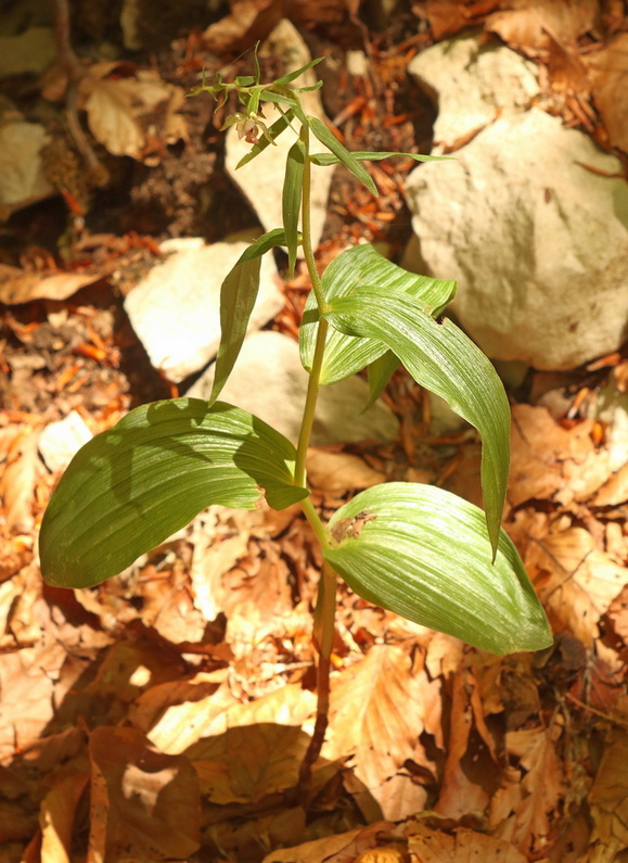 Epipactis, dubbi sulla classificazione