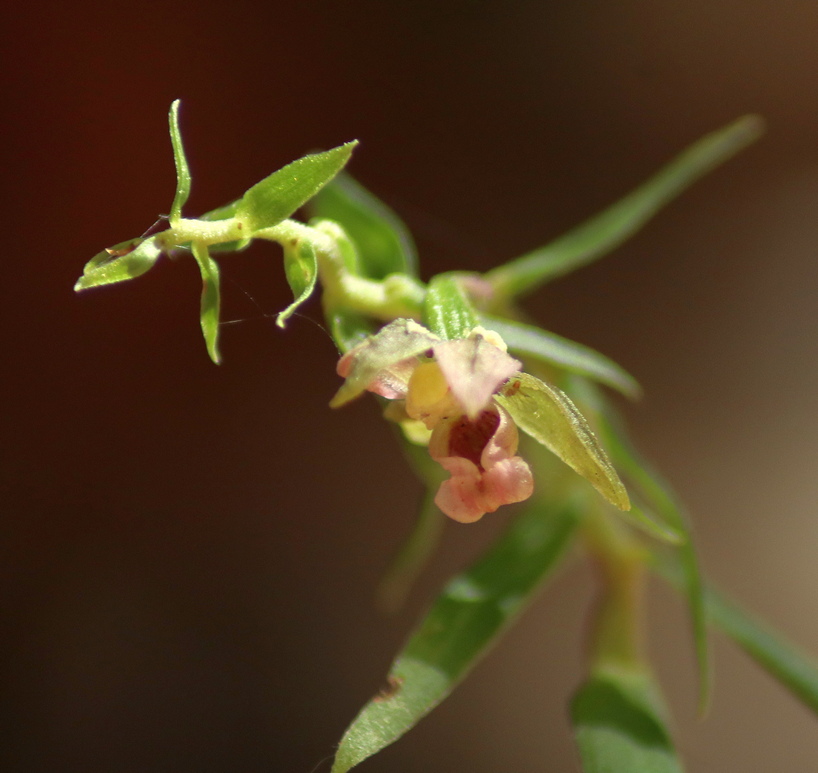 Epipactis, dubbi sulla classificazione