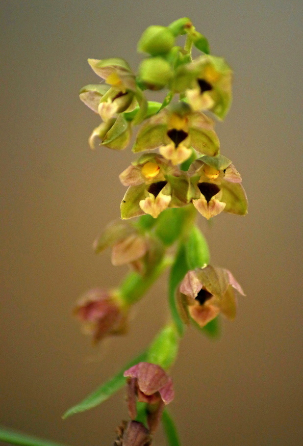 Epipactis, dubbi sulla classificazione