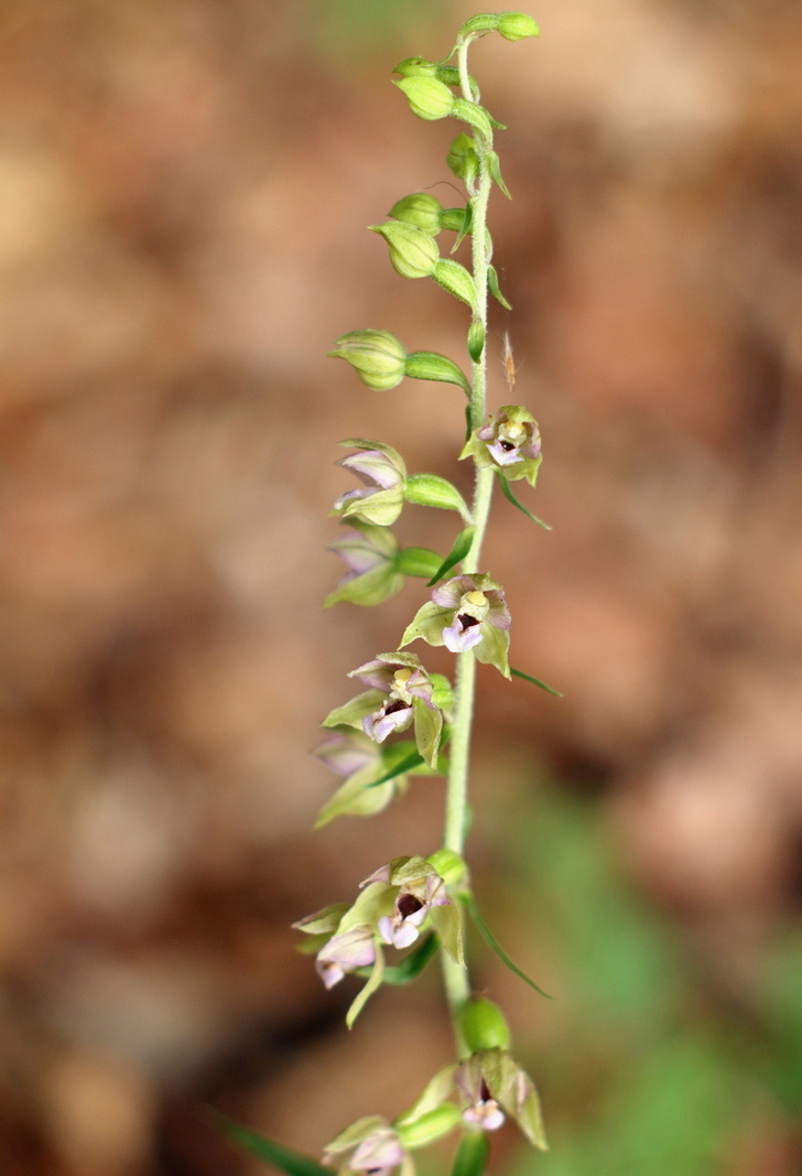 Epipactis, dubbi sulla classificazione