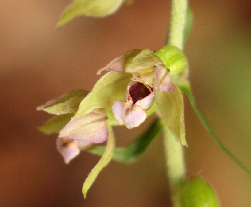 Epipactis, dubbi sulla classificazione