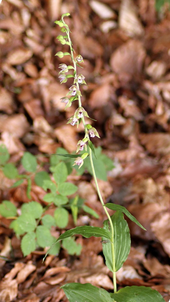 Epipactis, dubbi sulla classificazione