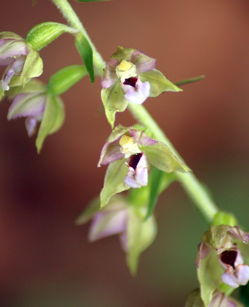 Epipactis, dubbi sulla classificazione