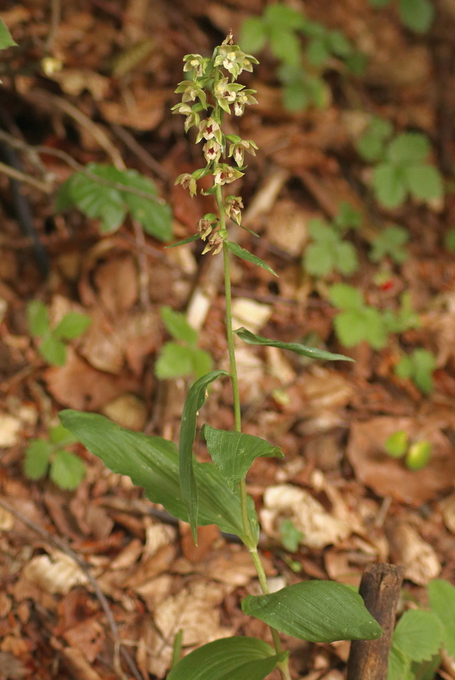 Epipactis, dubbi sulla classificazione