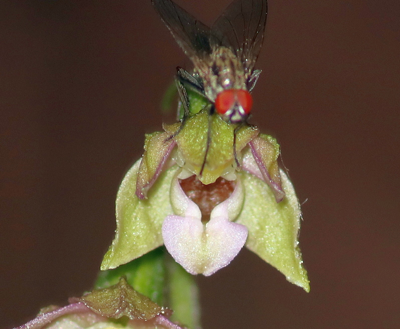 Epipactis, dubbi sulla classificazione