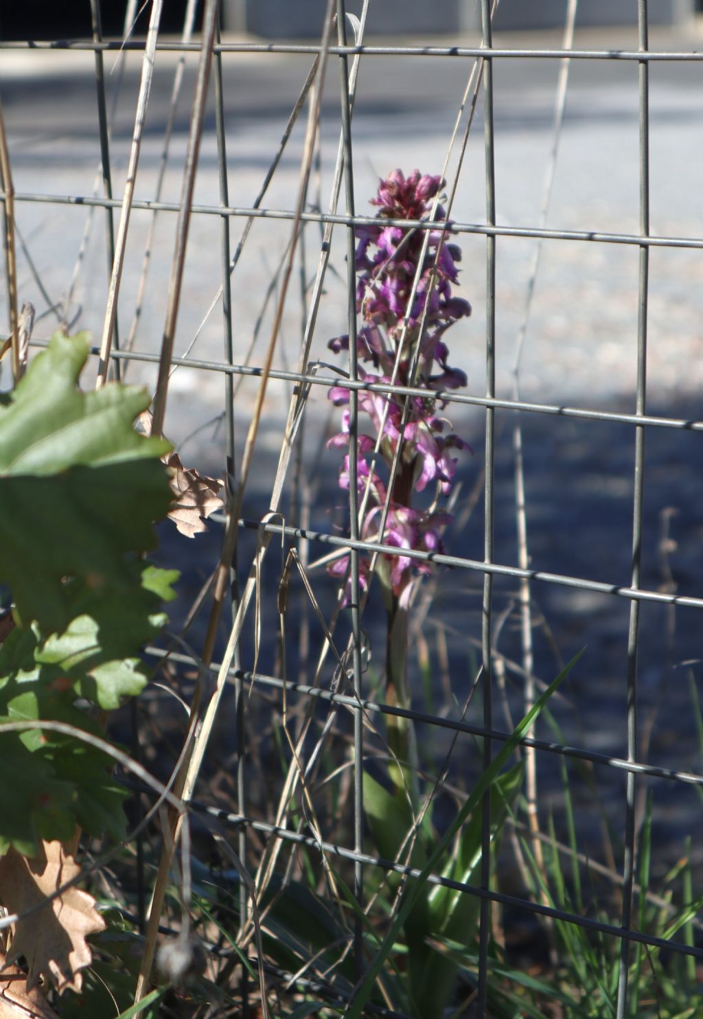 Barlia robertiana a Viterbo