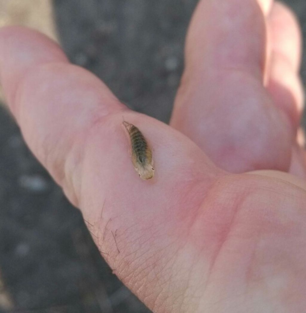 Strano animaletto trovato nel mastello delle ninfee - larva di Dytiscidae