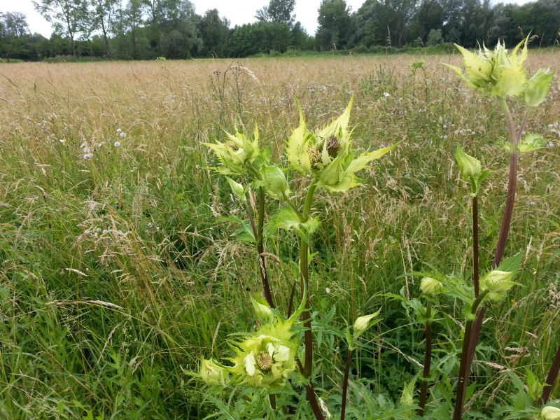 Cirsium oleraceum / Cardo giallastro