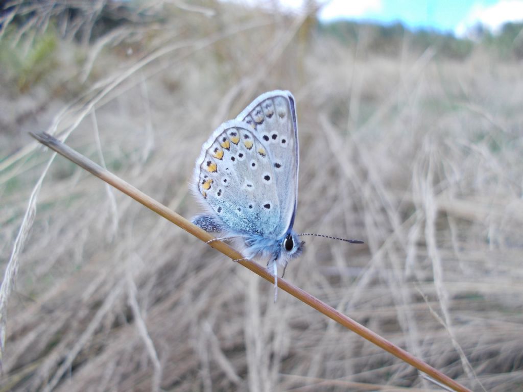 Polyommatus icarus o bellargus? P. icarus, Lycaenidae