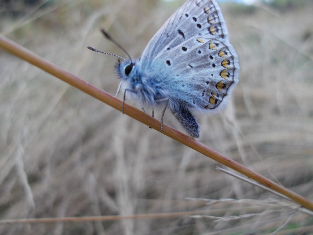 Polyommatus icarus o bellargus? P. icarus, Lycaenidae