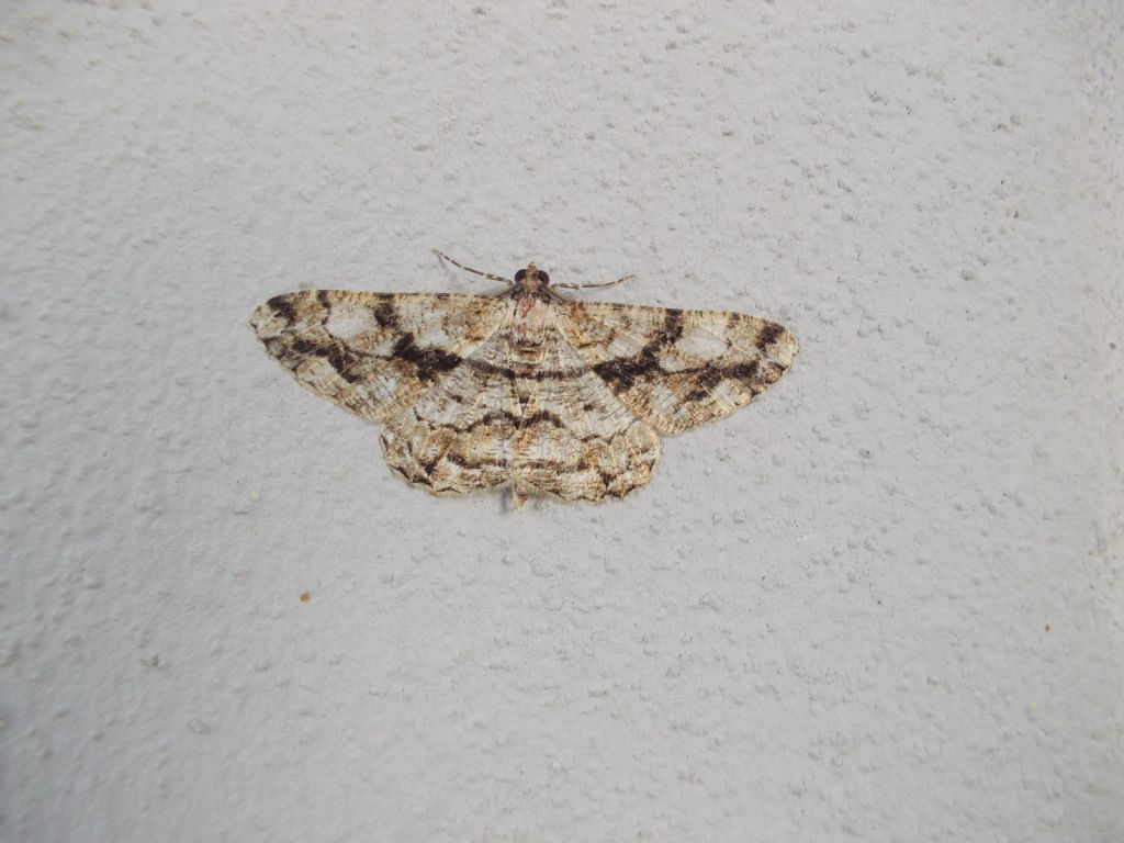 Peribatodes? S, P. umbraria
