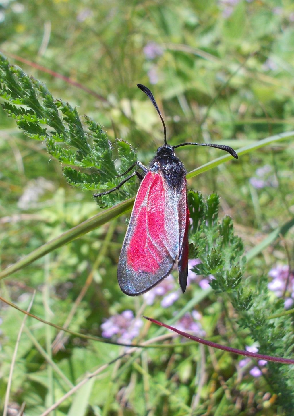 Zygaena purpuralis? Si