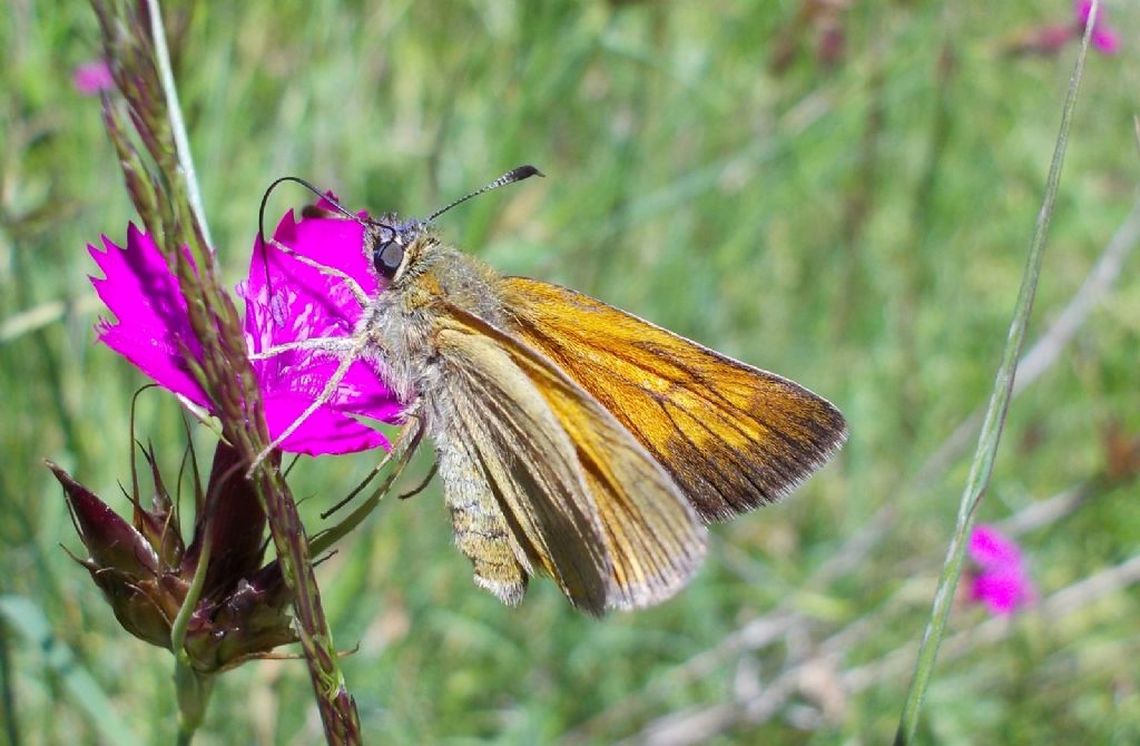 Ochlodes sylvanus - Hesperiidae