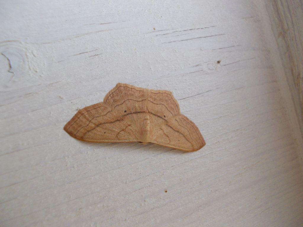 Geometride da identificare - Scopula (Calothysanis) imitaria