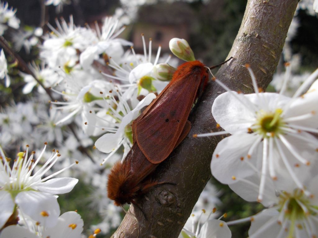 Accoppiamento di falene - Phragmatobia fuliginosa, Erebidae Arctiinae