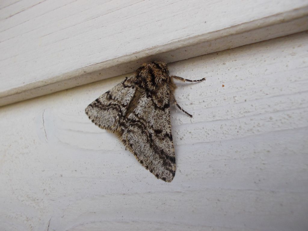 Falena da identificare - Lycia hirtaria, Geometridae