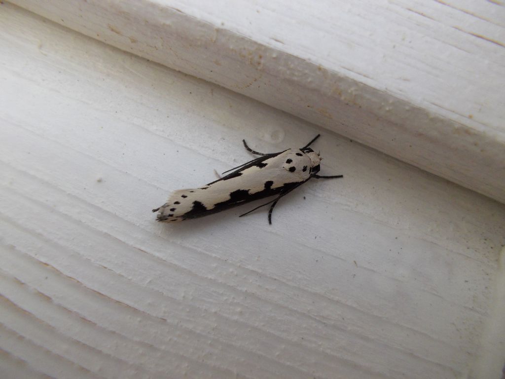 Yponomeutidae? No, Elachistidae: Ethmia bipunctella