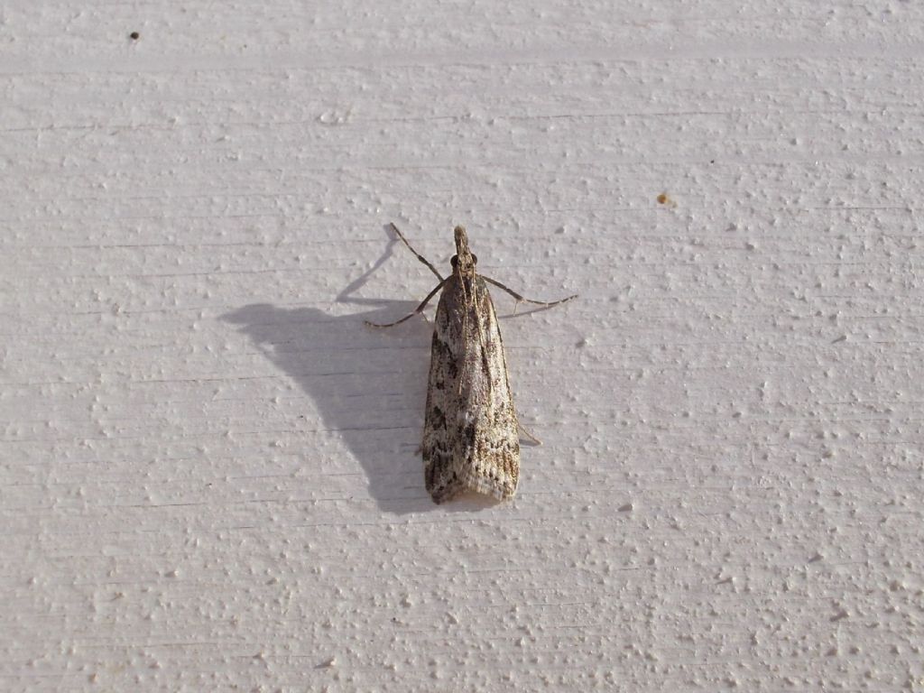 Eudonia pallida - Crambidae