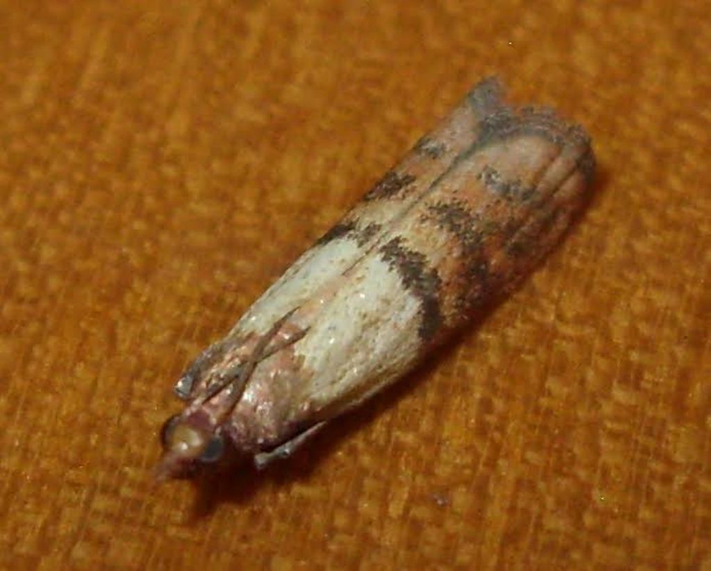 Tortricidae? No, Pyralidae: Plodia interpunctella