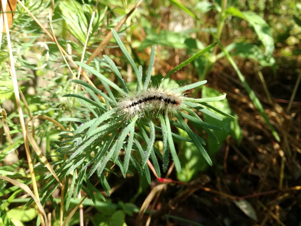Richiesta identificazione bruco: Acronicta (Viminia) euphorbiae - Noctuidae