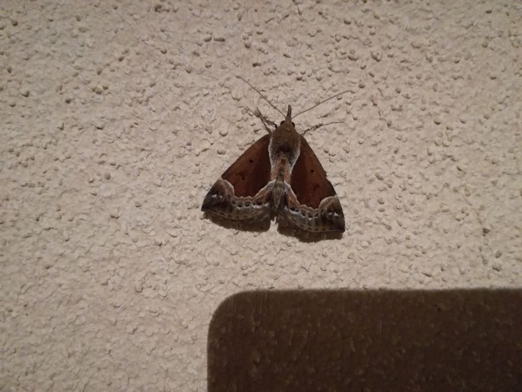 Falena da identificare