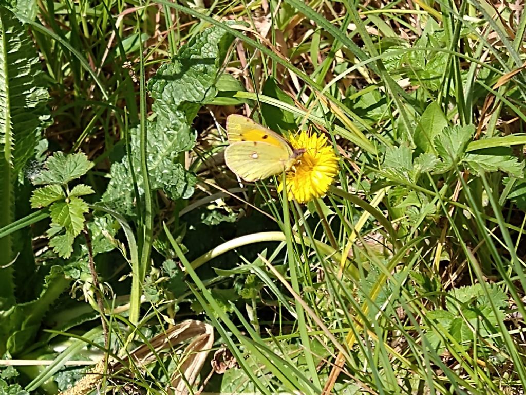 Colias crocea? S...