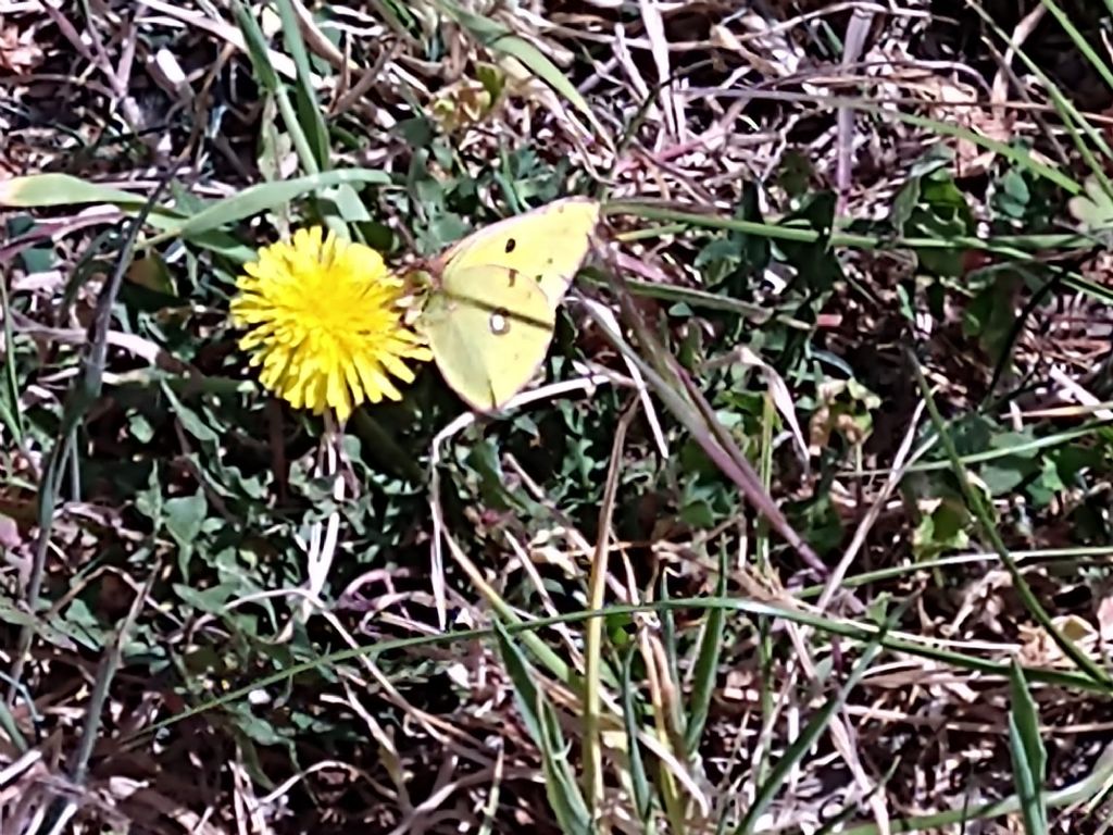 Colias crocea? S...