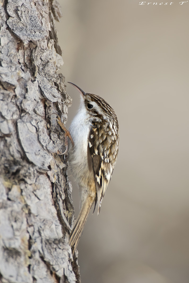 Rampichino Alpestre