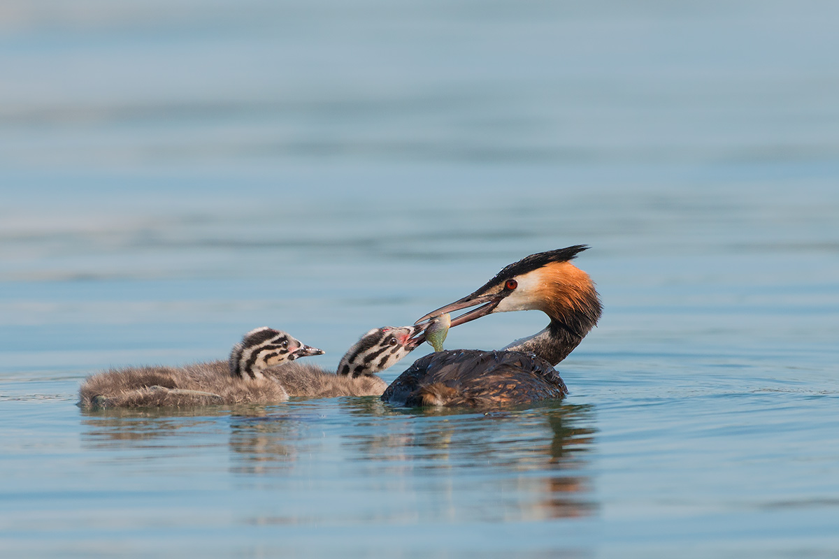 Un pesce per due piccoli svassi...