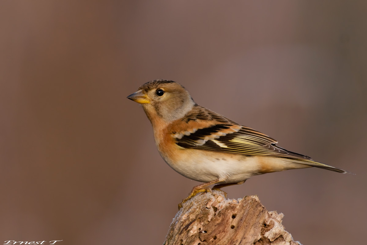 Prima luci dell''alba sulla Peppola..
