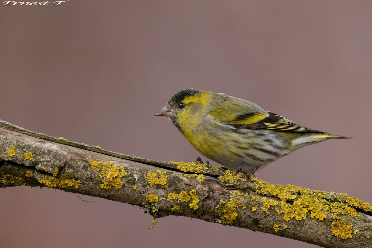 Lucherino (Carduelis spinus) 