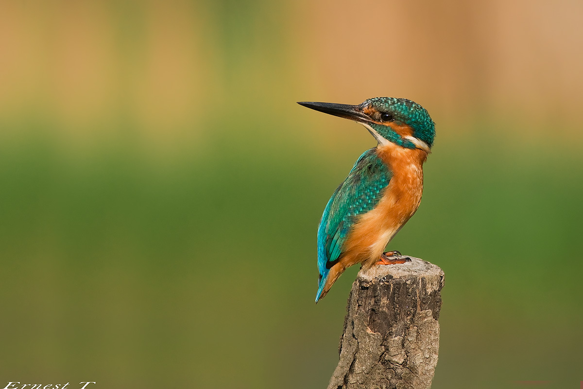 Kingfisher al tramonto
